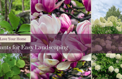 Plants of Easy Landscaping